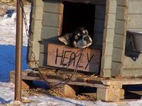 Bei den Huskys
