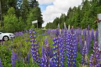 Grönåsens Älgpark bei Kosta (Elchpark) &ndash; &copy; Martin Büchner (Eberhardt TRAVEL)