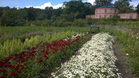 Rosendals Trädgaard &ndash; &copy; Dorothea Baumert (Eberhardt TRAVEL)