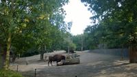Bisons &ndash; &copy; Dorothea Baumert (Eberhardt TRAVEL)