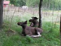 Gronasens_Elchpark (2) &ndash; &copy; Andreas Höhn (Eberhardt TRAVEL)