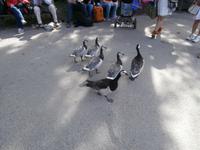 Stockholm Skansen  &ndash; &copy; Ingrid Langer (Eberhardt TRAVEL)