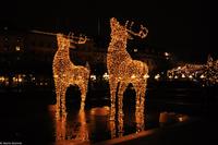 Winterliches Stockholm - Rentiere &ndash; &copy; Martin Büchner (Eberhardt TRAVEL)