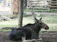 Stockholm Skansen &ndash; &copy; Ingrid Langer (Eberhardt TRAVEL)