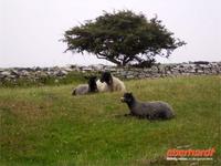 Schafe auf Aland &ndash; &copy; Peter Rudolph (Eberhardt TRAVEL)