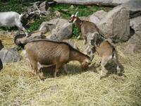 im Elchpark &ndash; &copy; Ingrid Langer (Eberhardt TRAVEL)