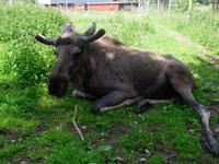 im Elchpark &ndash; &copy; Ingrid Langer (Eberhardt TRAVEL)