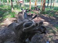 IMG 20190623 124445kosta elchpark &ndash; &copy; Katrin Kerpa (Eberhardt TRAVEL)