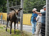 3078 Junger Elch mit großem Hunger &ndash; &copy; Armin Harsdorff (Eberhardt TRAVEL)