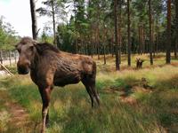 elchpark (3) &ndash; &copy; Katrin Kerpa (Eberhardt TRAVEL)