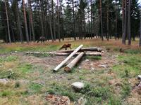 elchpark (6) &ndash; &copy; Katrin Kerpa (Eberhardt TRAVEL)