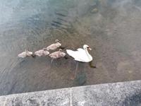 Enten &ndash; &copy; Philip Seidel (Eberhardt TRAVEL)