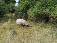 Birka &ndash; &copy; Philip Seidel (Eberhardt TRAVEL)