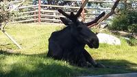 Skansen Elch &ndash; &copy; Ingrid Langer (Eberhardt TRAVEL)
