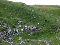 auf der Schynige Platte &ndash; &copy; Gisela Preuß (Eberhardt TRAVEL)