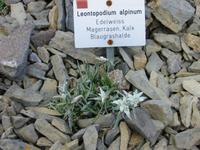 im Alpengarten &ndash; &copy; Gisela Preuß (Eberhardt TRAVEL)