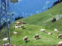 glückliche Kühe &ndash; &copy; Gisela Preuß (Eberhardt TRAVEL)
