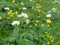 Auf der Schynigen Platte - Besuch im Alpengarten - Herrliche Blütenbracht &ndash; &copy; Annette Weise (Eberhardt TRAVEL)