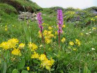 Auf der Schynigen Platte - Wilde Orchideen &ndash; &copy; Annette Weise (Eberhardt TRAVEL)