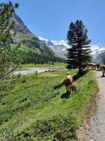 Val Roseg  &ndash; &copy; Katrin Deutschbein (Eberhardt TRAVEL)