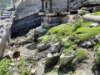 Grimselpass - Murmeltierpark &ndash; &copy; Katrin Deutschbein (Eberhardt TRAVEL)