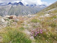 Zermatt, Rothorn, Wanderung entlang des Blumenweges &ndash; &copy; Gisela Gerlach (Eberhardt TRAVEL)