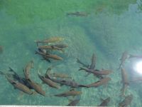 Schmecken nicht  &ndash; &copy; Sabine Letzybyll (Eberhardt TRAVEL)
