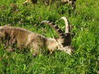 Steinbock &ndash; &copy; Sabine Letzybyll (Eberhardt TRAVEL)