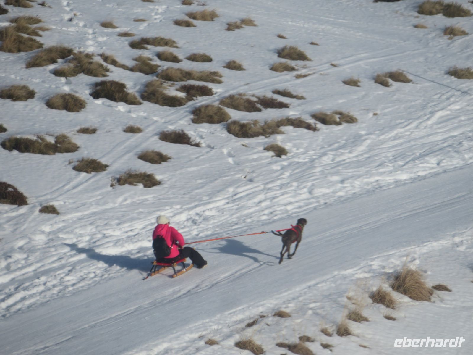 124 Männlichen - Schlittenhund &ndash; &copy; Annette Weise (Eberhardt TRAVEL)