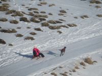 124 Männlichen - Schlittenhund &ndash; &copy; Annette Weise (Eberhardt TRAVEL)