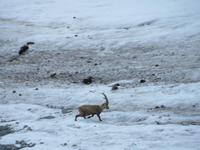 0205 Pilatus - Steinbock &ndash; &copy; Annette Weise (Eberhardt TRAVEL)