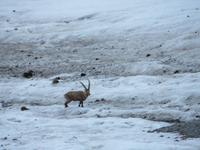 0206 Pilatus - Steinbock &ndash; &copy; Annette Weise (Eberhardt TRAVEL)