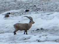0207 Pilatus - Steinbock &ndash; &copy; Annette Weise (Eberhardt TRAVEL)