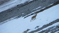 0212 Pilatus - Steinbock &ndash; &copy; Annette Weise (Eberhardt TRAVEL)