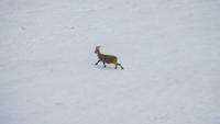 0221 Pilatus - Steinbock &ndash; &copy; Annette Weise (Eberhardt TRAVEL)