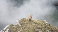0233 Pilatus - Steinböcke &ndash; &copy; Annette Weise (Eberhardt TRAVEL)
