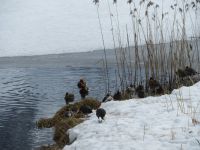 143 Arosa - der See &ndash; &copy; Annette Weise (Eberhardt TRAVEL)