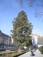 Mammutbaum in Chur &ndash; &copy; Katrin Deutschbein (Eberhardt TRAVEL)