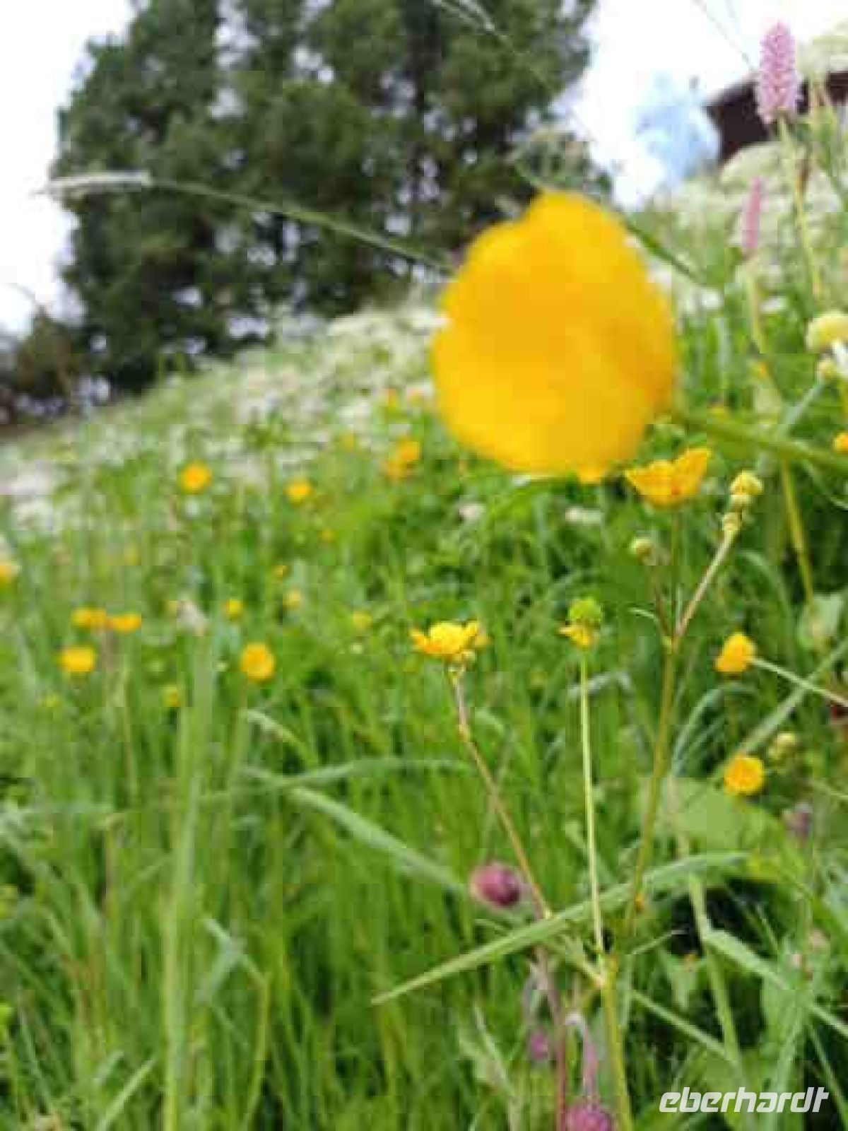 Schatzalp, Wiesenblume &ndash; &copy; Ute Solf (Eberhardt TRAVEL)