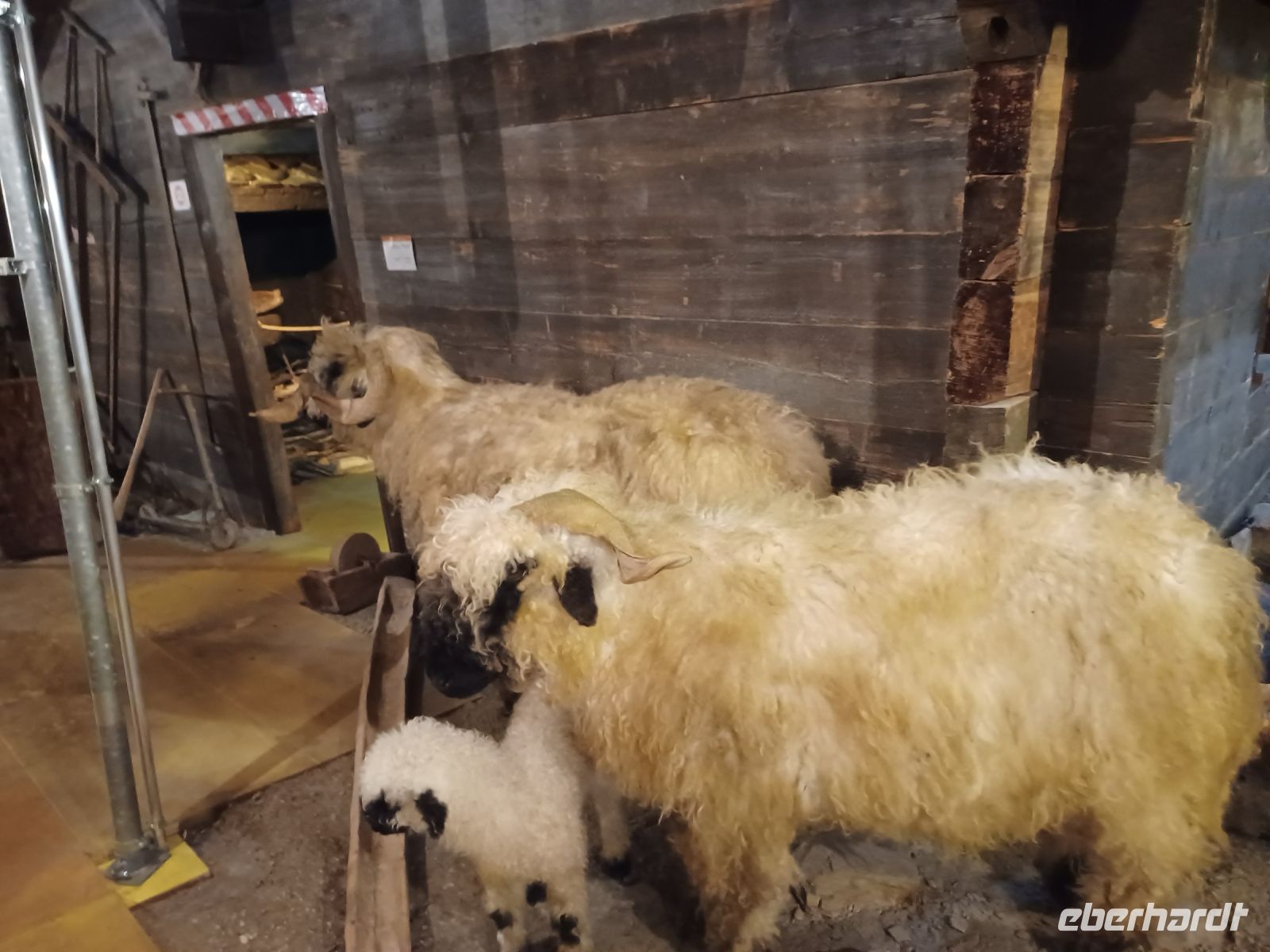 Zermatt-Matterhornmuseum: Schwarznasenschaf &ndash; &copy; Ute Solf (Eberhardt TRAVEL)