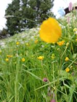 Schatzalp, Wiesenblume &ndash; &copy; Ute Solf (Eberhardt TRAVEL)