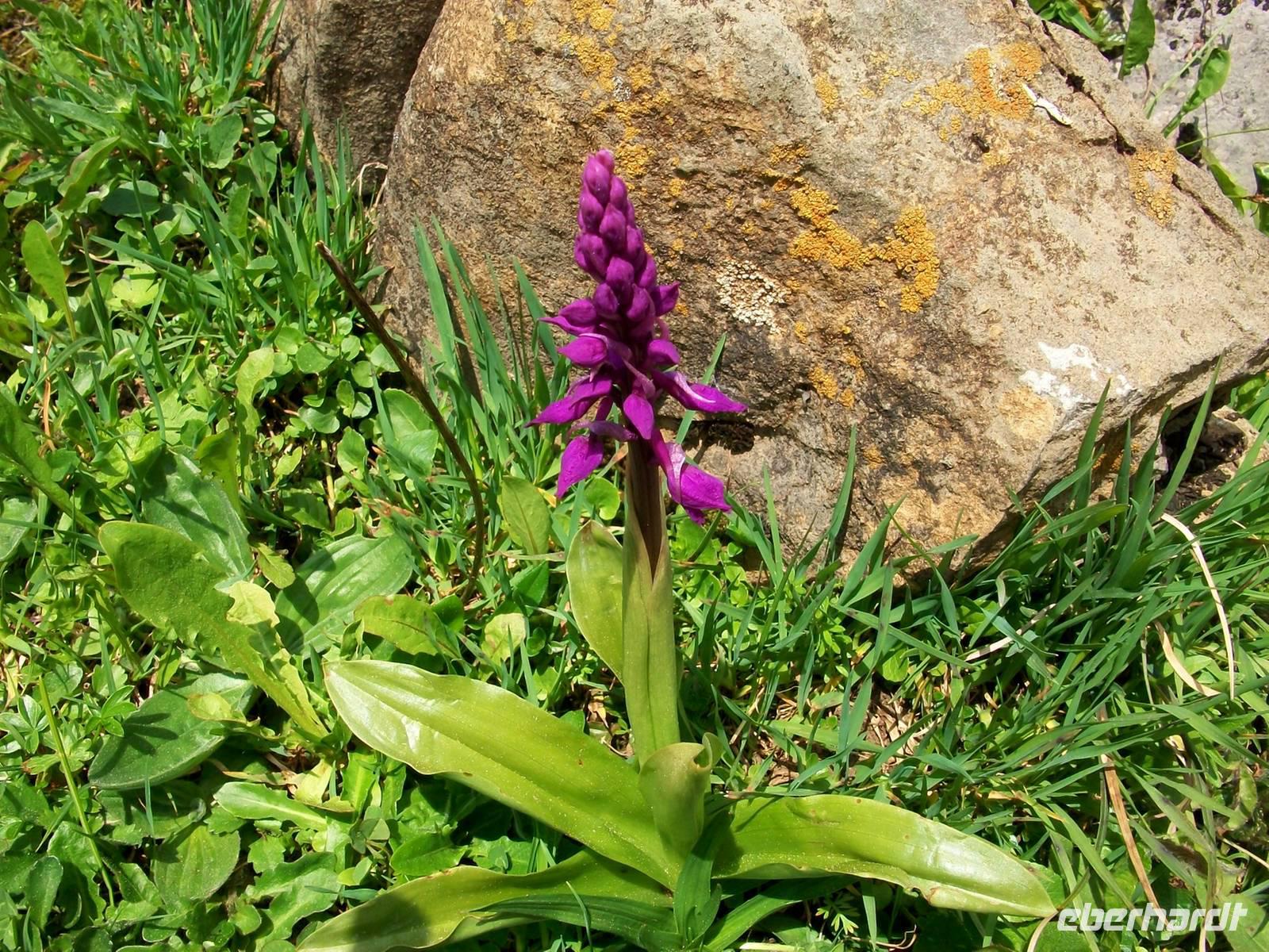 Alpenflora &ndash; &copy; Steffen Mucke (Eberhardt TRAVEL)