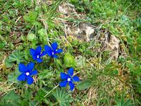 Alpenflora &ndash; &copy; Steffen Mucke (Eberhardt TRAVEL)