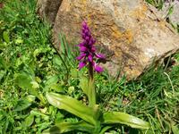 Alpenflora &ndash; &copy; Steffen Mucke (Eberhardt TRAVEL)