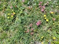 Alpenflora &ndash; &copy; Steffen Mucke (Eberhardt TRAVEL)