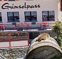 Am Grimsel-Pass, bei den Murmeltieren