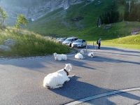 Die Ziegen auf der Schwägalp &ndash; &copy; Steffen Mucke (Eberhardt TRAVEL)
