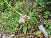 080 Interlaken -Ausflug auf den Hader Kulm - akrobatische Schnecke  &ndash; &copy; Annette Weise (Eberhardt TRAVEL)