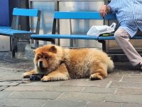 224 Luzern - dem armen Hund war es auch zu warm &ndash; &copy; Annette Weise (Eberhardt TRAVEL)