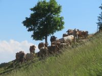 236 Fahrt auf den   Pilatus mit der Zahnradbahn &ndash; &copy; Annette Weise (Eberhardt TRAVEL)